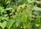 Unripe raspberry hangsÂ on a branch.